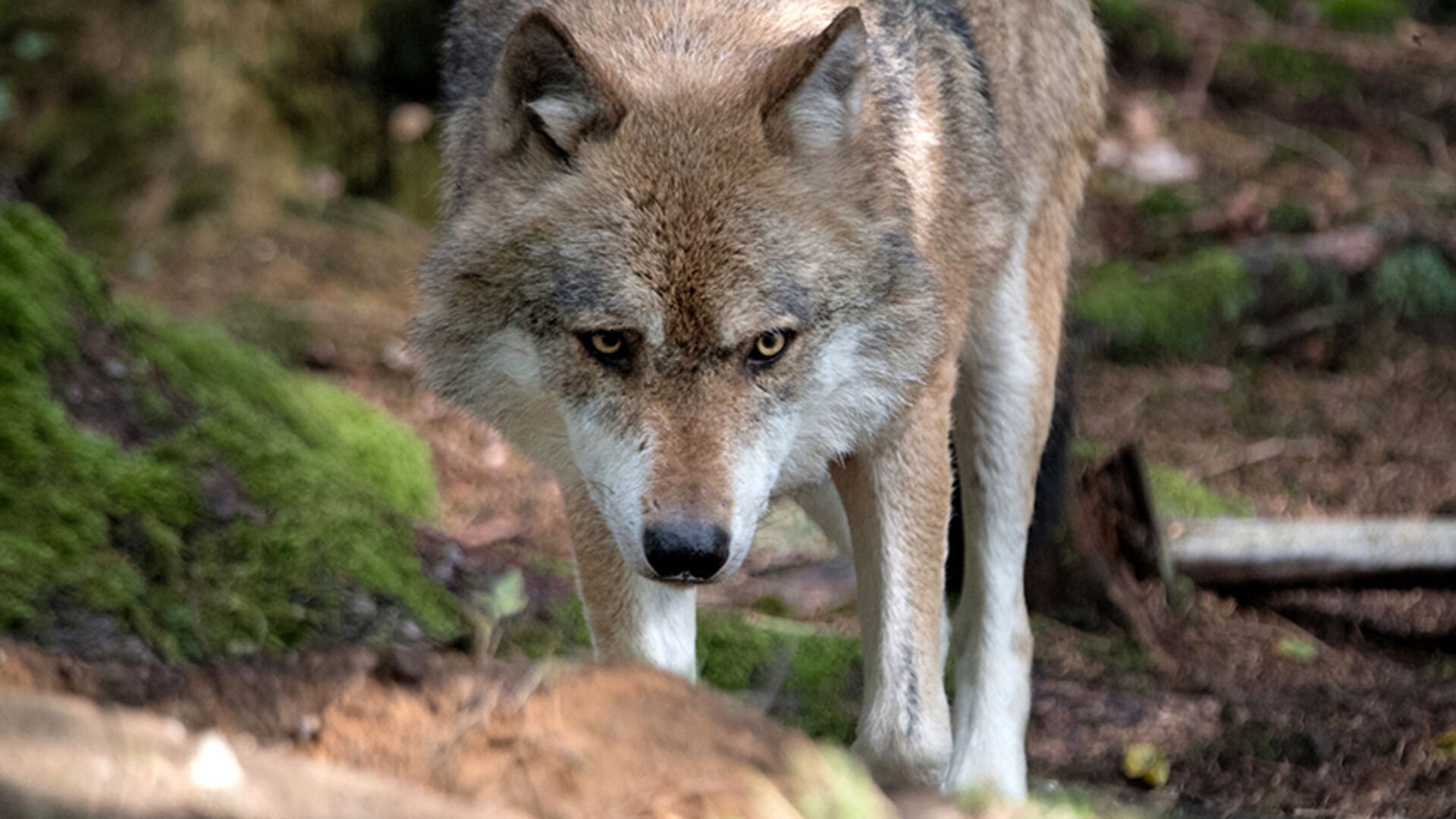 Mitwirkung der Jägerinnen und Jäger bei der Wolfsregulation