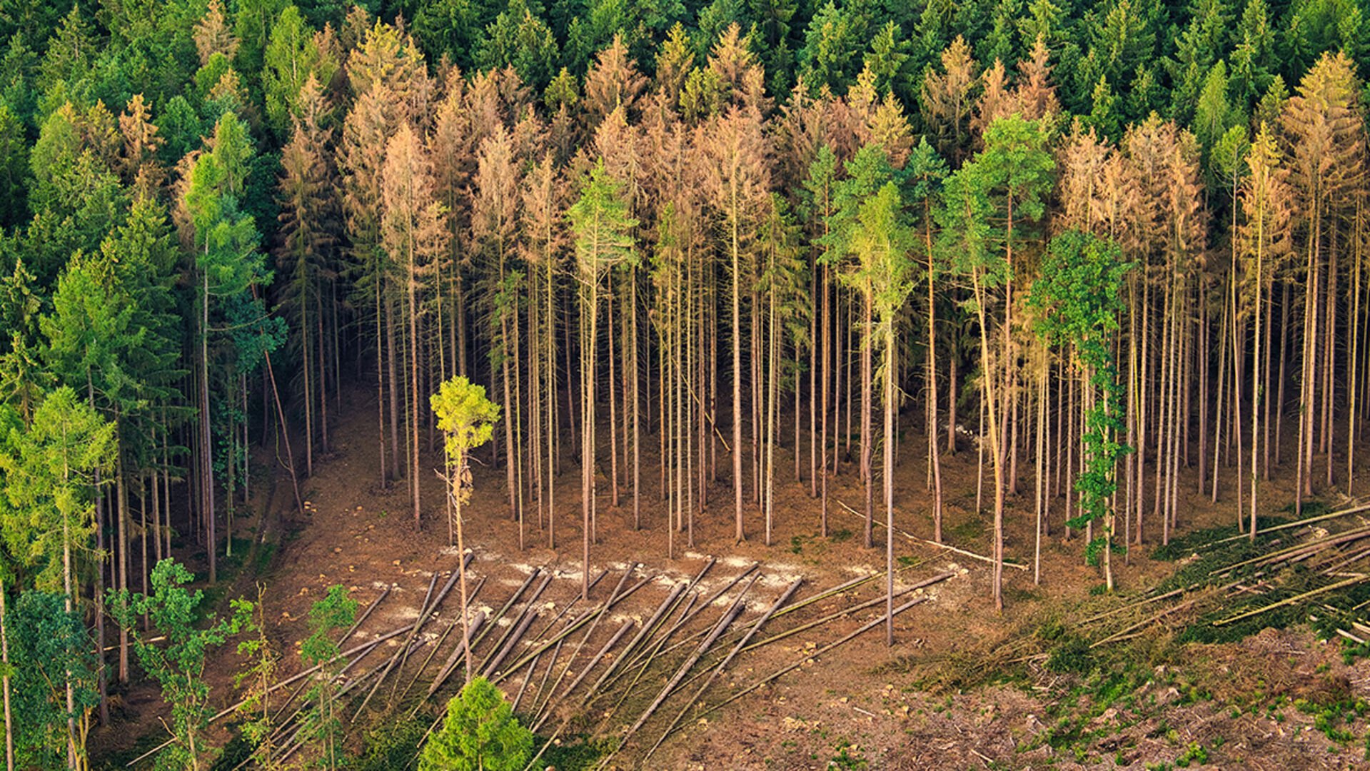 Trockenheit und ­Borken­käfer – eine Herausforderung