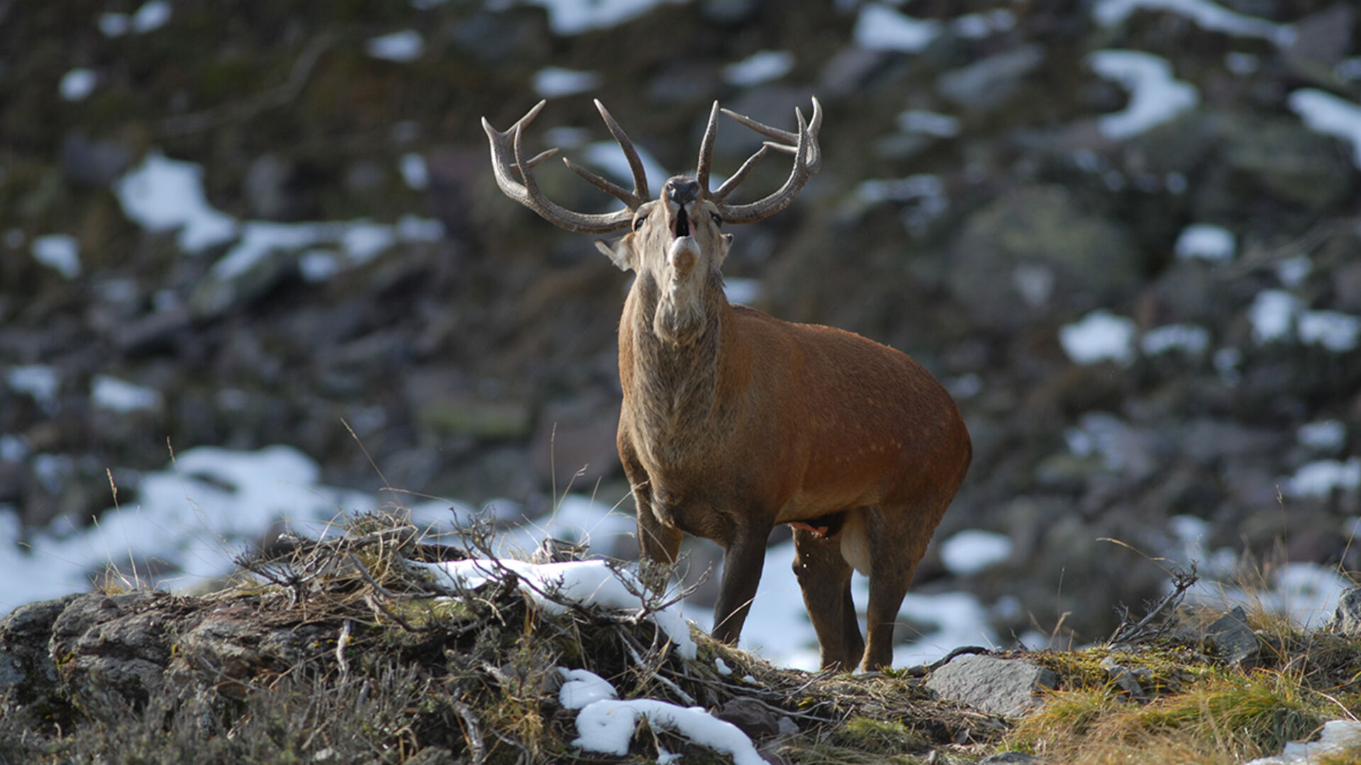 Hirschbrunft in den Alpen