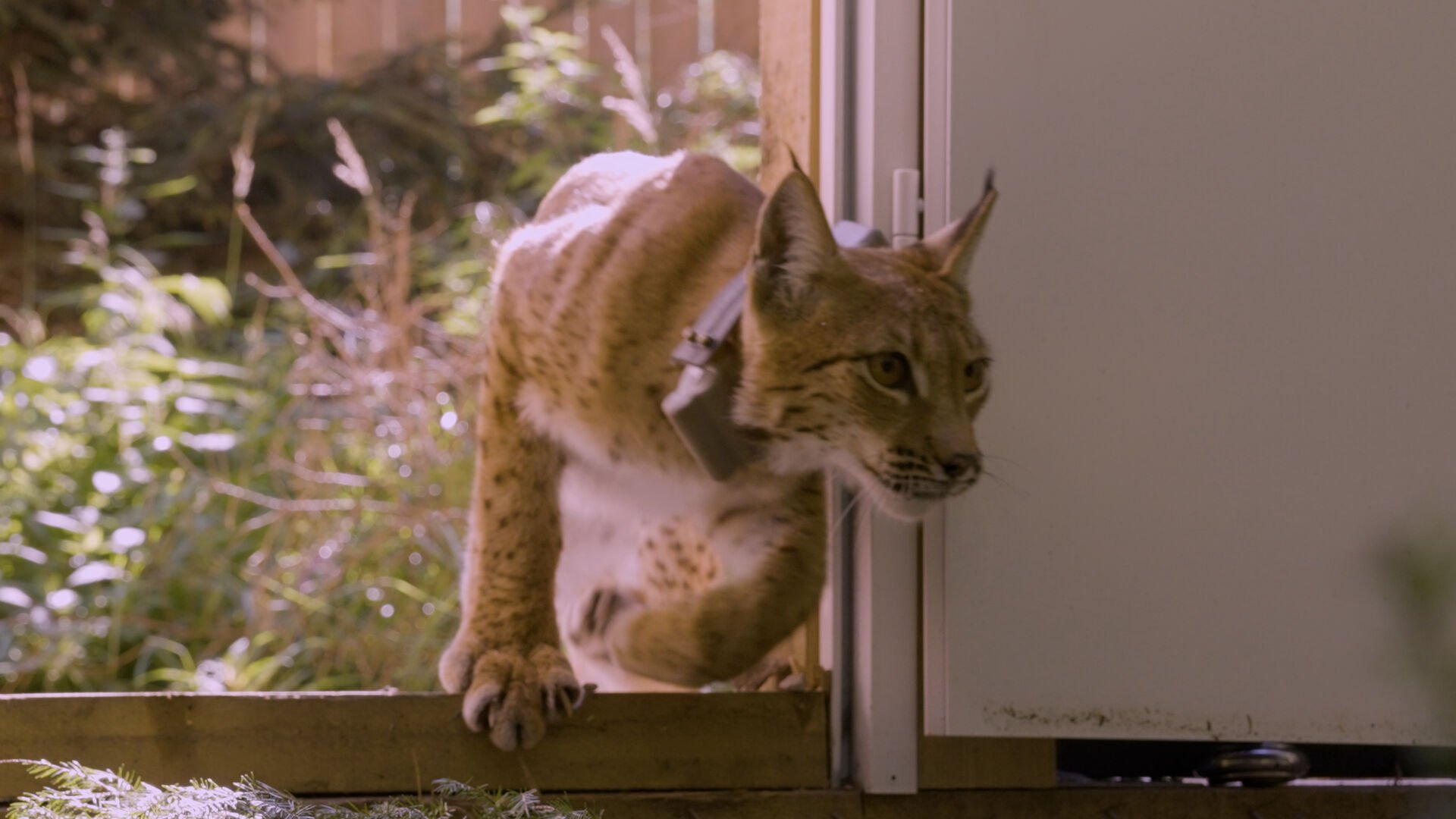 Luchs ausgewildert