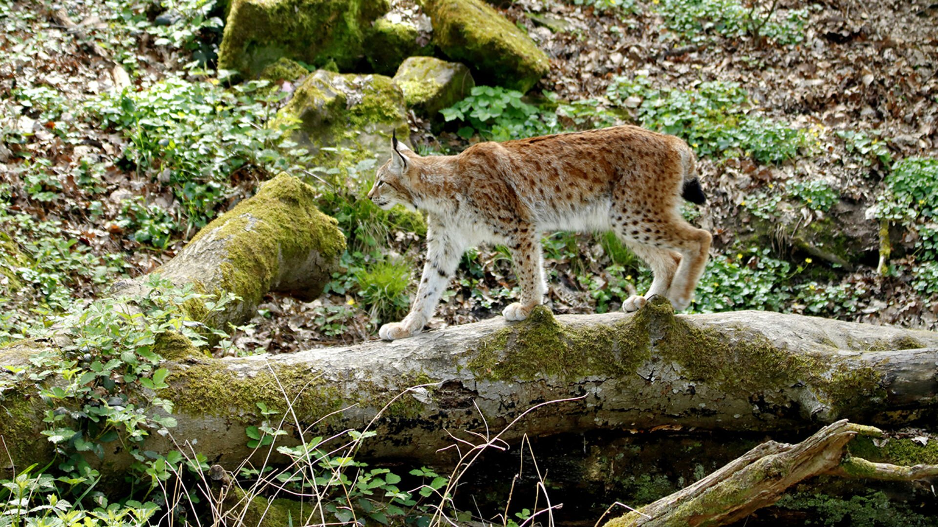 Luchs zum Abschuss freigegeben