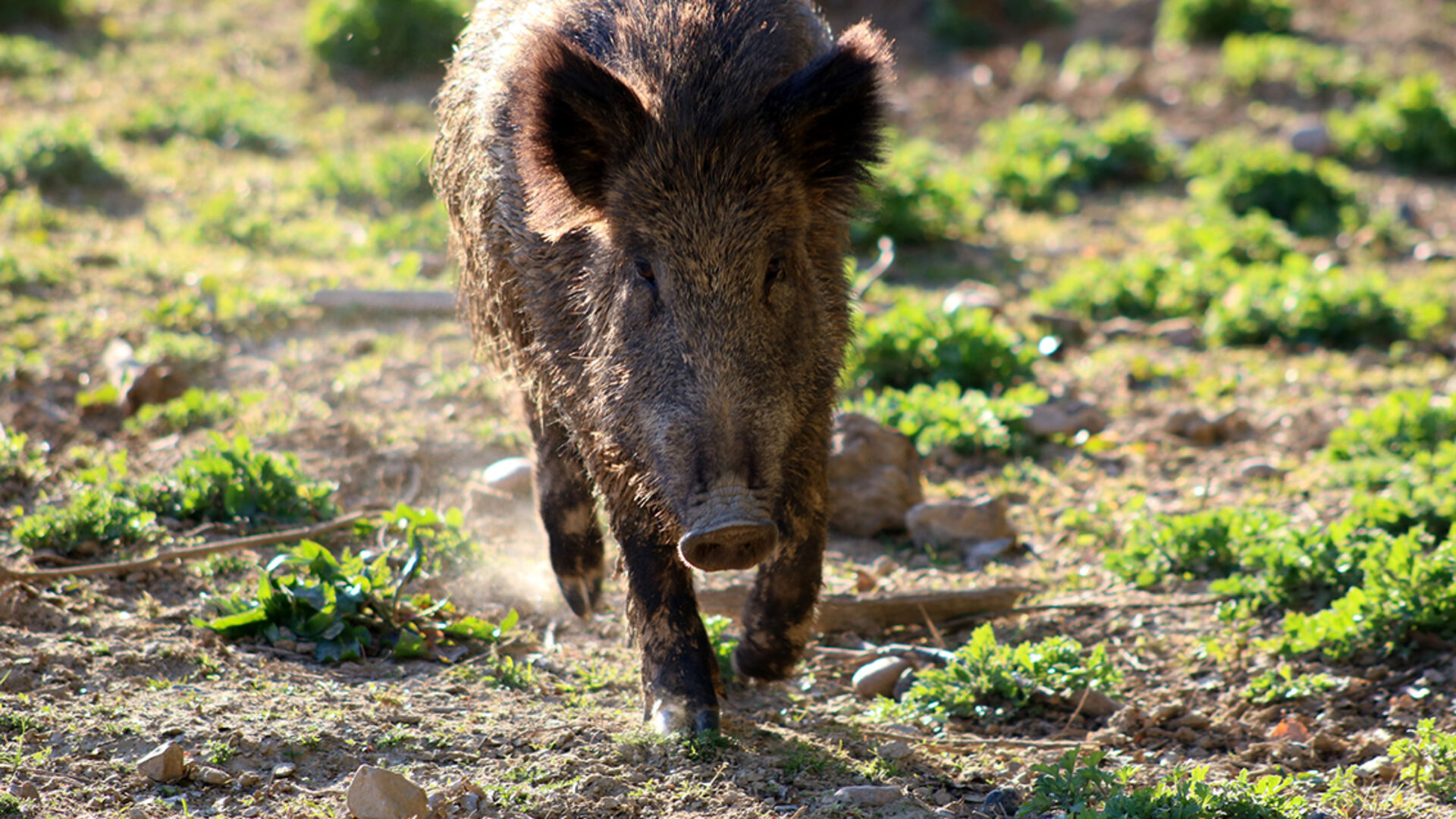 Kantonale Übung zur Bekämpfung der Afrikanischen Schweinepest
