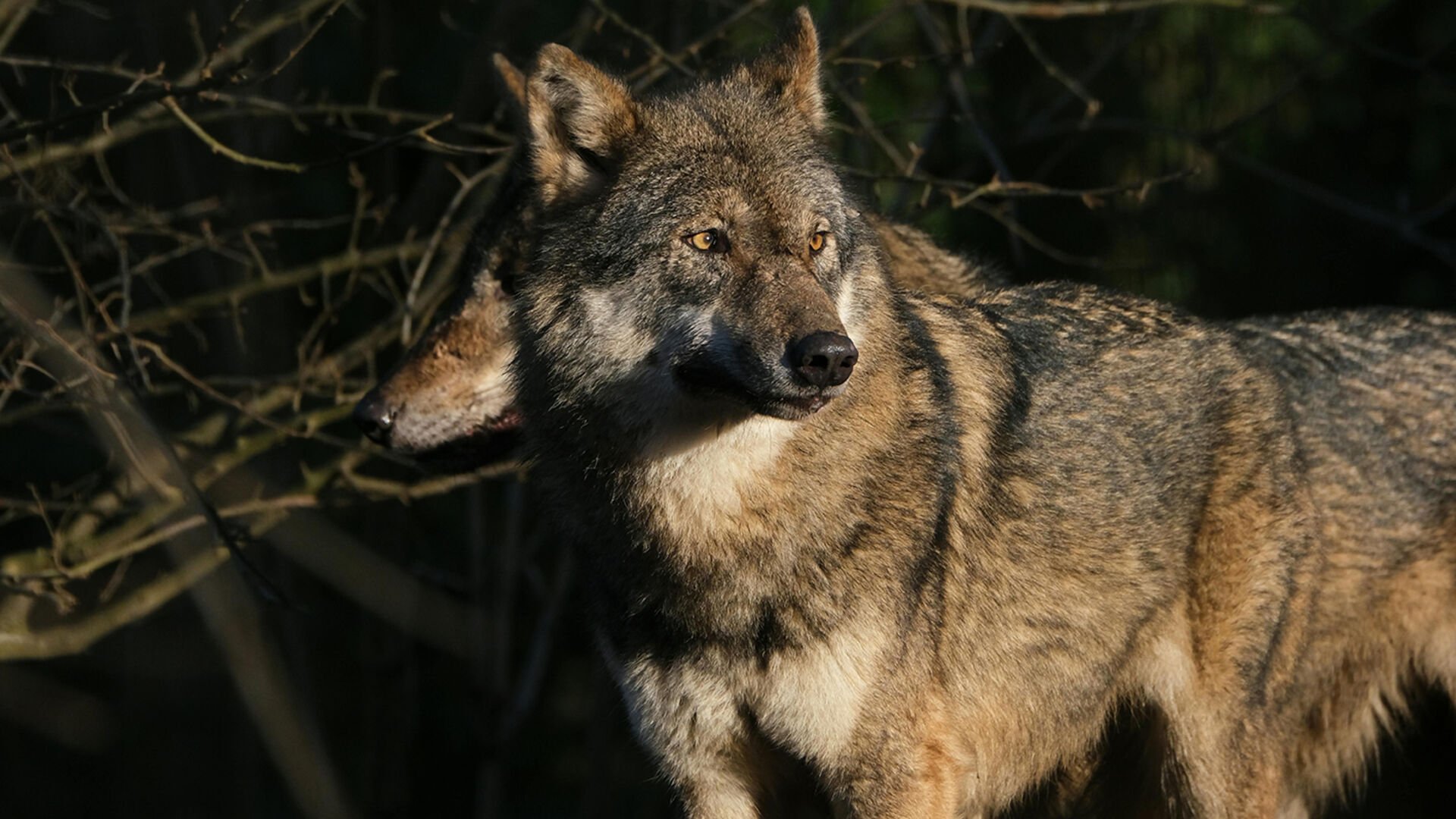 Zweite präventive Regulierung von Wolfsrudeln