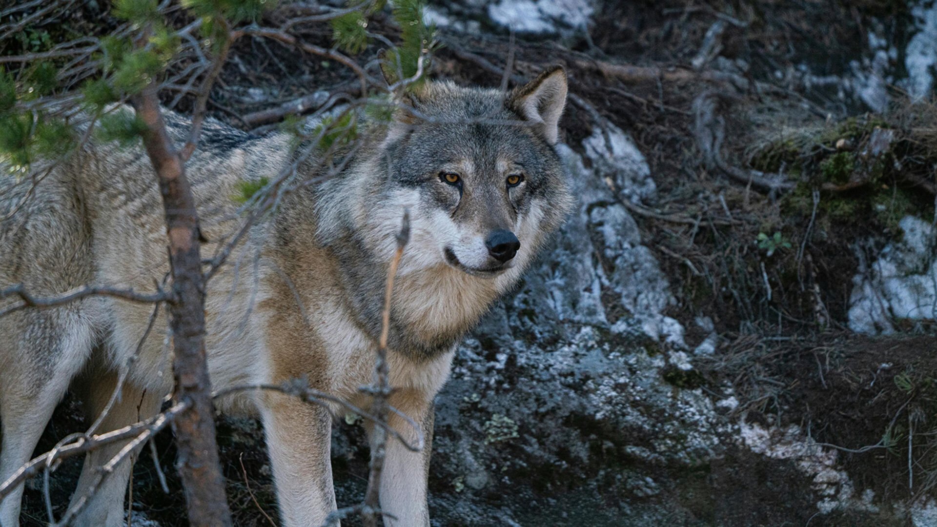 Proaktive Wolfs-Regulierung: Antrag gestellt