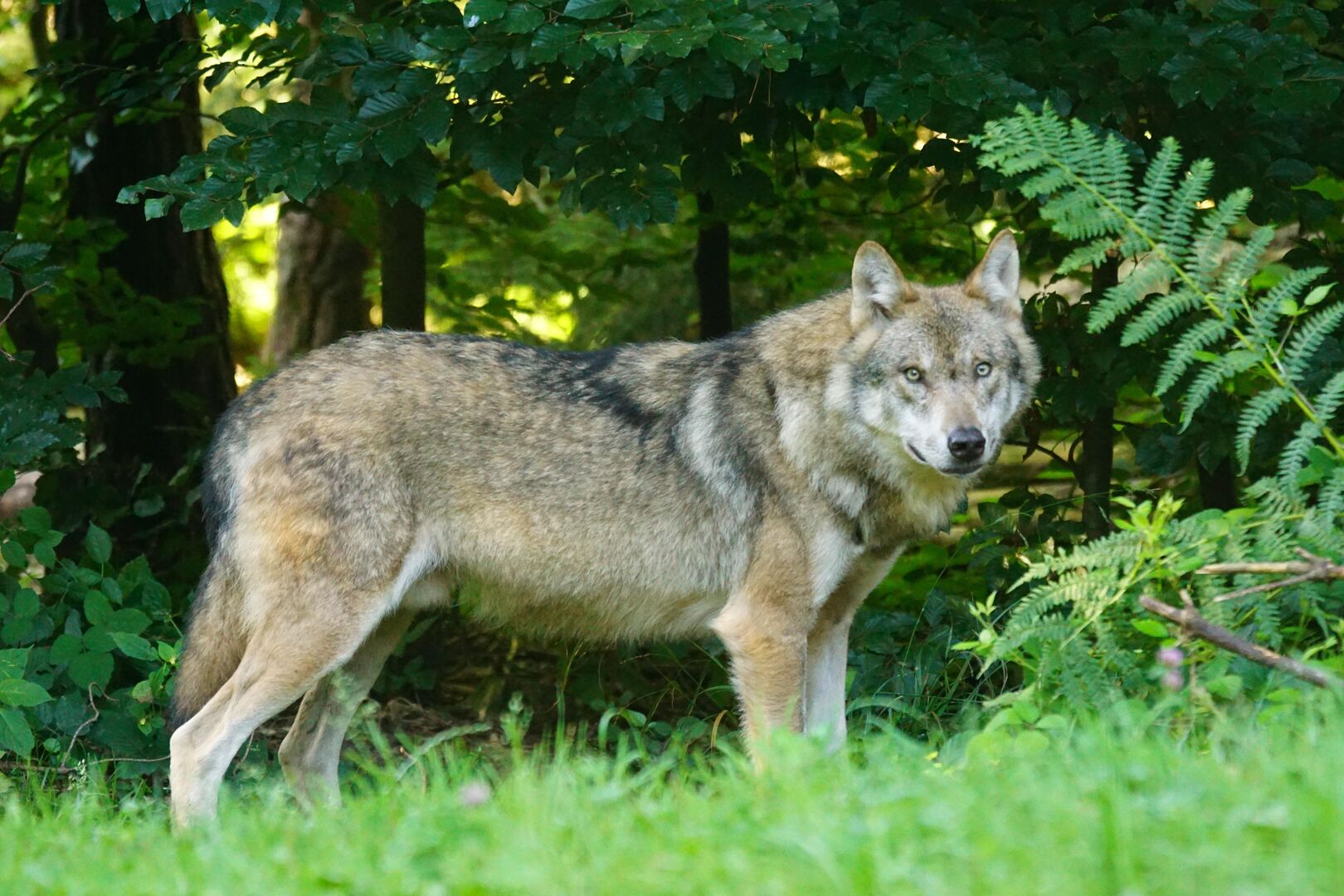 Proaktive Wolfsregulation im Kanton Wallis