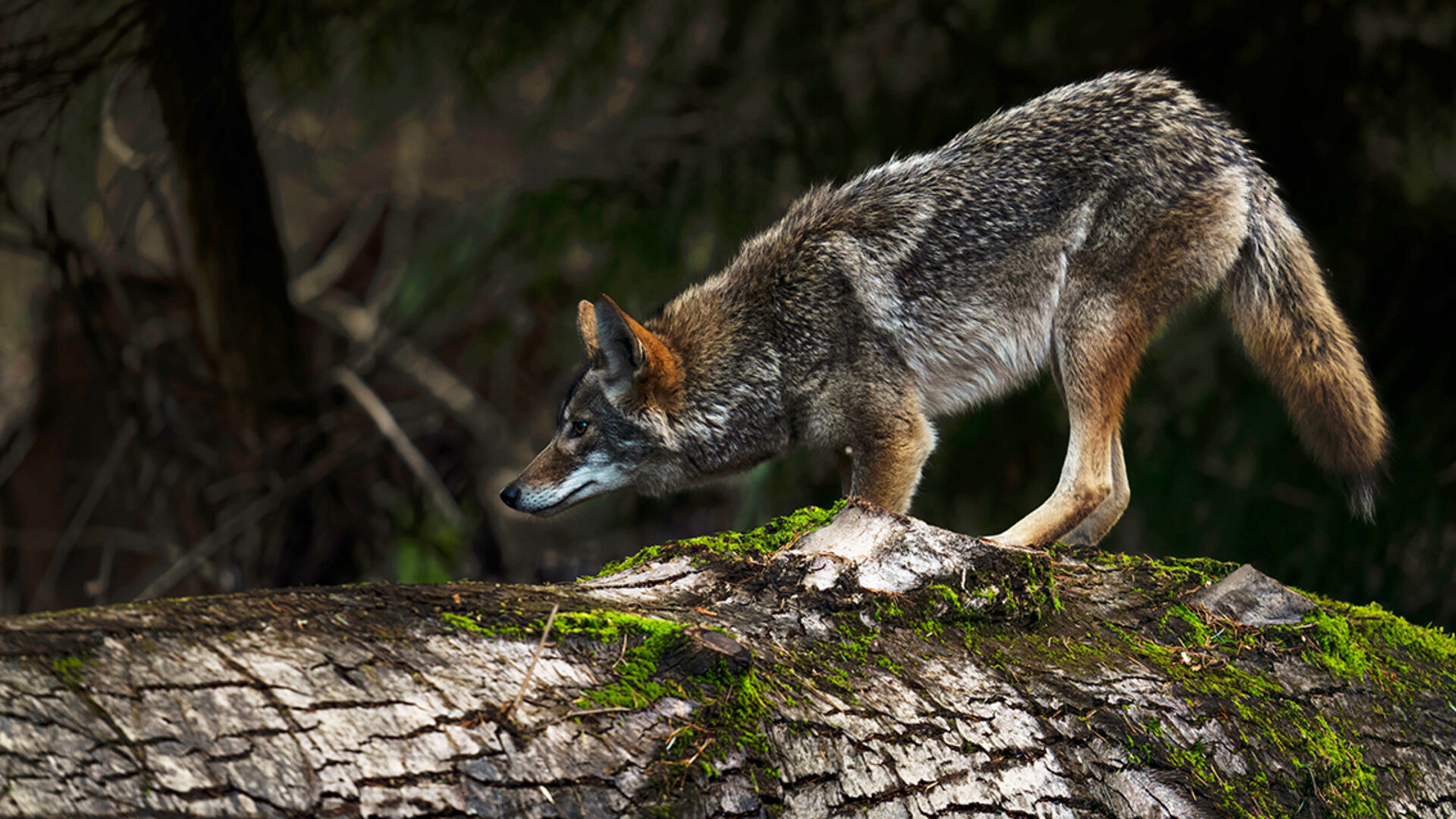 Wolf in der Region Ferpècle-Arolla erlegt