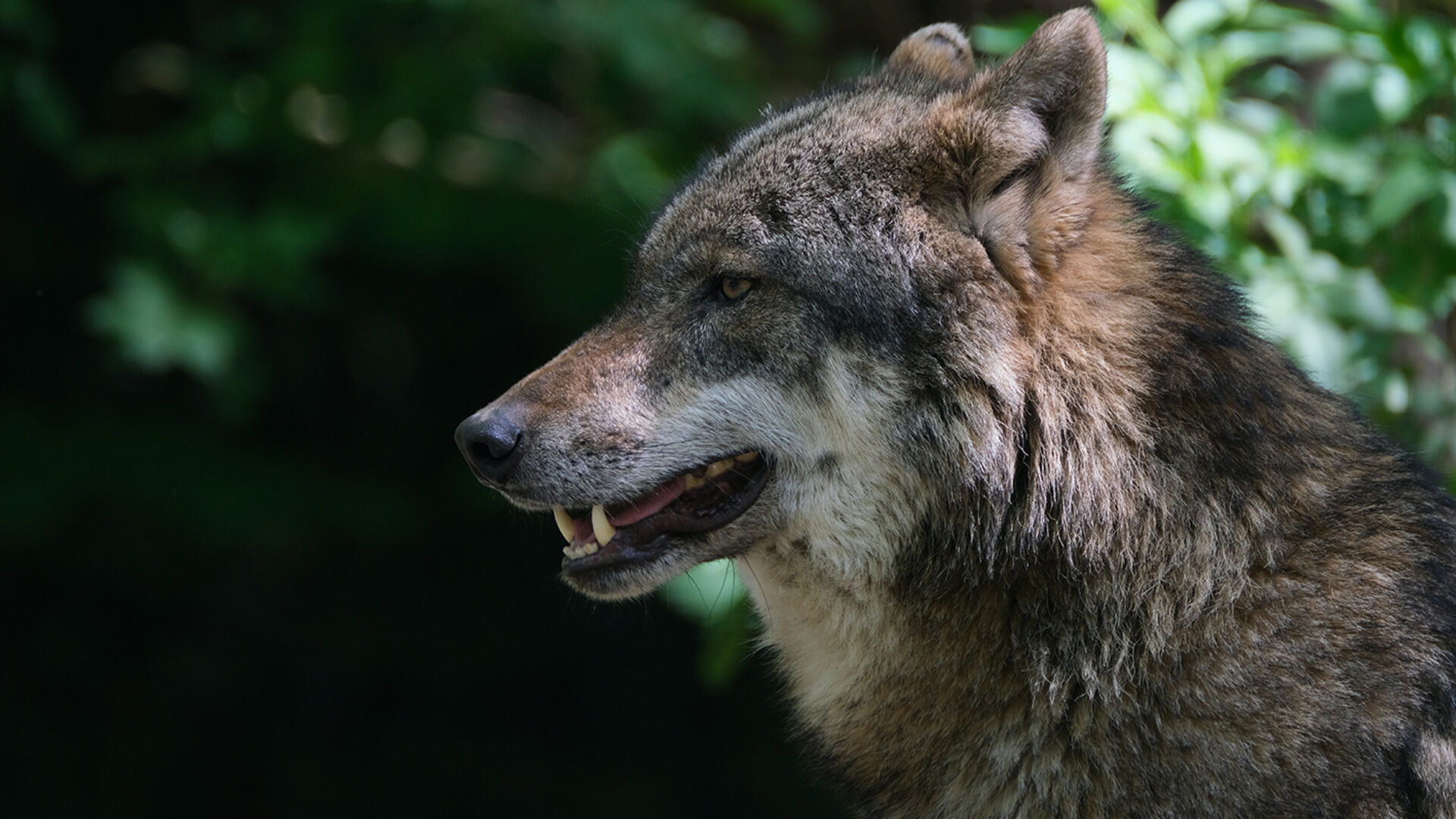 Antrag zur Wolfsrudelregulation eingereicht