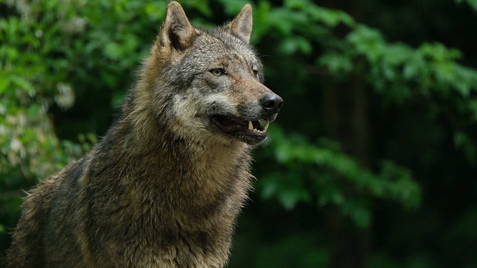 Wolfsriss in Trogen