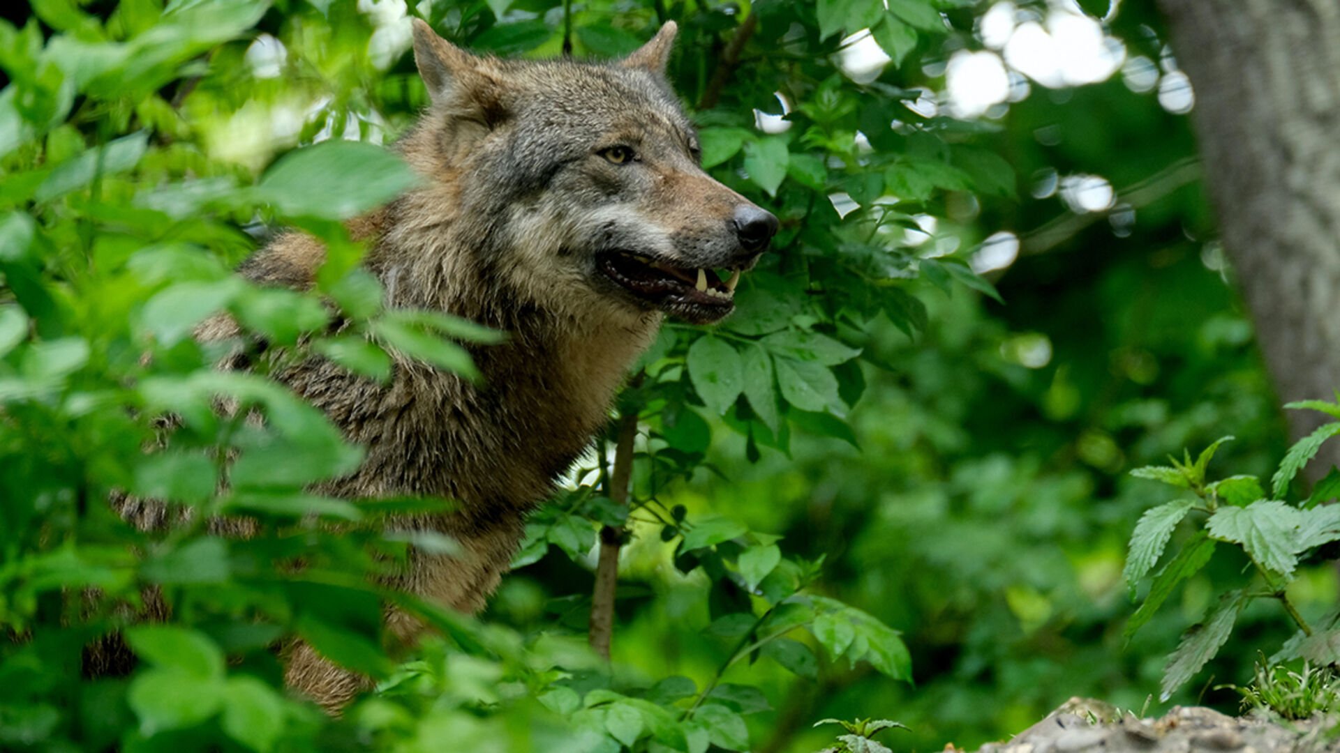 Umgang mit Wölfen in Jagdbanngebieten